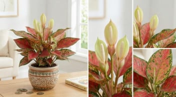 3 loài cây nở hoa báo hiệu điềm lành: Trong nhà sắp phát tài giàu có