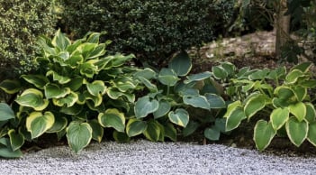 Loại cây chịu bóng nên trồng ngay tháng 2 để đón mùa xuân xanh tốt