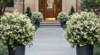 Trồng cây trước cửa nhà: 5 loài cây hút tài lộc, giữ bình an được nhiều gia đình Việt lựa chọn