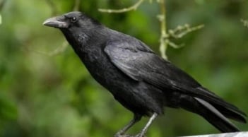 Con cái hỗn hào phải làm sao? Áp dụng ngay “Luật Quạ” – phương pháp dạy con văn minh nhưng đầy quyền uy