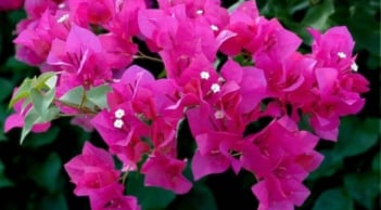 Hoa giấy có 6 loại phổ biến, nhưng đây là giống nở quanh năm, sai hoa nhất và bền màu rực rỡ nhất