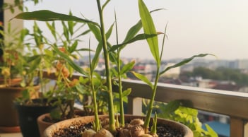 Năm Bính Ngọ nên trồng 3 cây gia vị này trong nhà: Vừa tiện dùng mỗi ngày, vừa kích hoạt vận khí tốt