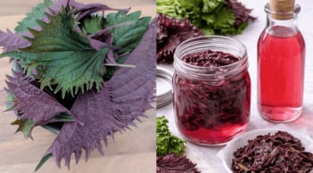 Cách làm giấm tía tô chỉ cần 2 nguyên liệu, vừa thơm ngon, lạ miệng, vừa tốt cho tiêu hóa