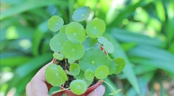 Loài cây nhỏ xinh, giúp tăng tài vận, xinh đẹp khiến nhiều người muốn sở hữu