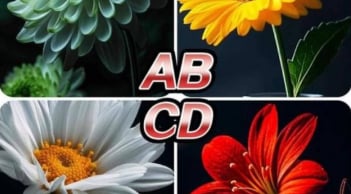 Trắc nghiệm: Chọn một loài hoa để khám phá điều tốt lành đến với gia đình bạn sau Tết Nguyên đán