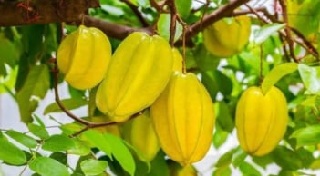 Trồng cây khế trước hay sau nhà tốt cho phong thủy? Hợp tuổi nào để hút tài lộc, gia đình sung túc?