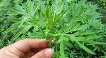 4 loại cây quen thuộc ai cũng biết, là dược liệu quý, giúp xua đuổi tà khí, mang sinh khí và bình an