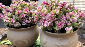 Đầu xuân trồng 6 cây cảnh được coi hiện thân Thần Tài, để tài lộc gõ cửa, gia đạo bình an