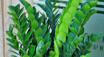 Năm mới Bính Ngọ 2026: Đặt 3 cây phong thủy này ở phòng khách để hút tài lộc, tiền vào như nước