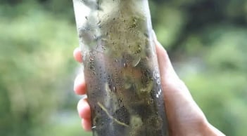 Trà ủ lạnh, cách uống trà gần gũi, ít caffein hơn, giúp trẻ đẹp hơn