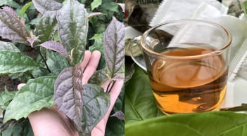 6 lợi ích của việc uống nước lá xạ đen