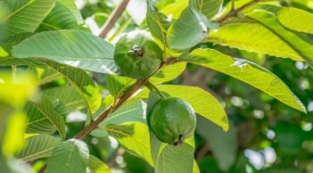 Lá ổi – nguyên liệu dân gian hỗ trợ cải thiện mụn, thâm và lão hóa da