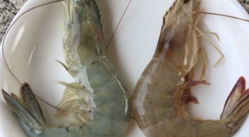 Cách phân biệt tôm nuôi và tôm tự nhiên chuẩn nhất: Mẹo nhận biết đơn giản ai cũng làm được