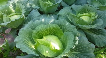 Rau bắp cải rất tốt nhưng đại kỵ với 5 nhóm người này