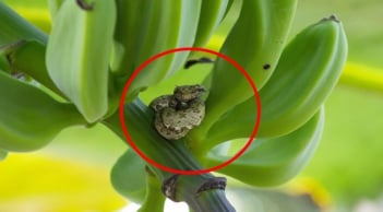 4 loại cây quen thuộc dễ dụ rắn vào nhà