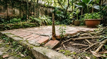 8 loại cây không nên trồng trong nhà và sân vườn: Đẹp mắt nhưng dễ làm nứt tường, hỏng nền