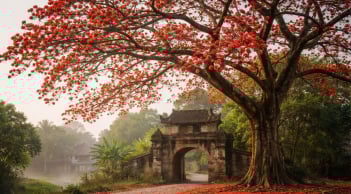 Hoa gạo nở đỏ rực trời xuân nhưng vì sao người xưa lại sợ trồng cây hoa gạo trước nhà?