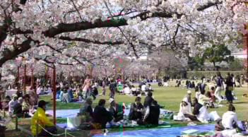 Mùa hoa anh đào tại Nhật Bản sẽ nở sớm hơn mọi năm, nhiều thành phố hủy lễ hội do quá tải