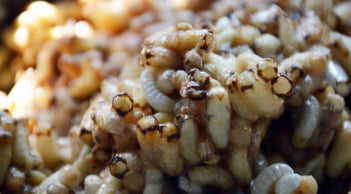 Nhộng ong U Minh – đặc sản Cà Mau gây tò mò, ai thử một lần cũng nhớ mãi