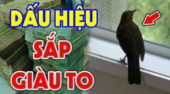 4 con vật vào nhà Thần Tài Ghé Thăm bạn: Càng ở lâu tiền càng nhiều