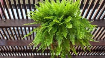 Loại cây được ví như “máy lọc không khí tự nhiên”: Sau Tết đặt trong nhà giúp tăng vượng khí, kinh doanh phát đạt