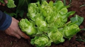 Việt Nam có 4 loại rau đắt hơn cả thịt cá, muốn mua cũng không phải lúc nào cũng có