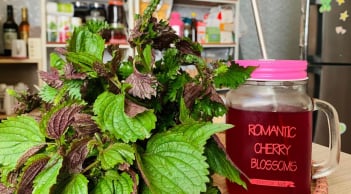 Mẹo làm mờ thâm nám, trắng da bằng lá tía tô