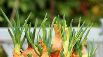 Gừng, hành, tỏi mọc mầm có ăn được không? Cảnh báo nguy cơ mùa nồm ẩm nhiều người bỏ qua