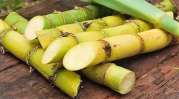 Ít ai biết loại cây quen thuộc này lại có tác dụng giúp dưỡng gan, bổ thận