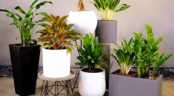 Trắc nghiệm tâm lý: Chọn một chiếc cây để khám phá bạn có tố chất làm giàu hay không