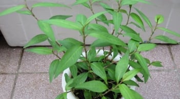 Ít ai ngờ tới, rau răm lại có nhiều tác dụng chữa bệnh tuyệt vời đến vậy