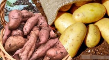 Khoai tây hay khoai lang tốt hơn? Chuyên gia dinh dưỡng giải đáp chi tiết, ai cũng nên biết