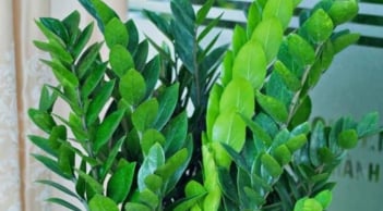 Năm Bính Ngọ 2026: 3 cây phong thủy nên đặt phòng khách để hút tài lộc, tiền vào như nước