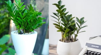 3 vị trí hút lộc trong nhà nên đặt cây kim tiền