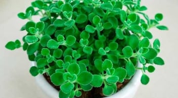 4 loại cây cảnh mang nhiều tài lộc và lọc sạch không khí cho ngôi nhà của bạn