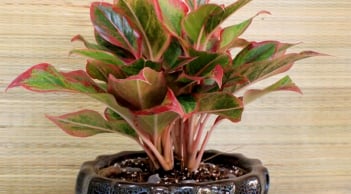 5 loại cây cảnh phong thủy trong nhà được ưa chuộng