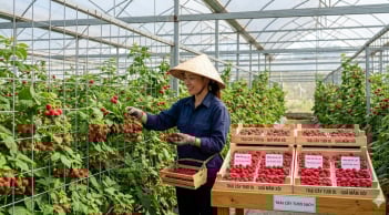 Loại quả đặc sản: Nghe tên đã thấy may mắn, trồng 1 lần thu hoạch tới 10 năm giá gần 400.000 đồng/kg