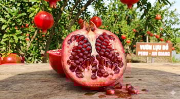 Loại quả tốt cho sức khỏe, trồng nhiều ở An Giang: Trái to đỏ rực, giá tới 150.000 đồng/kg vẫn hút khách