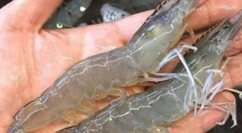 Tôm sông và tôm biển khác nhau thế nào? Loại nào nhiều canxi hơn?