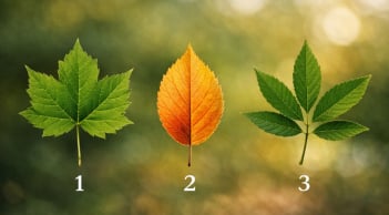 Quiz: Chọn 1 chiếc lá có thể tiết lộ điểm yếu dễ khiến bạn gặp khó khăn trong công việc