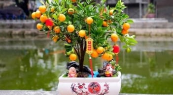 4 loại cây trong nhà không nên mang tặng người khác, kẻo vô tình “tán lộc” của chính mình