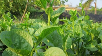 5 loại rau 'bổ hơn thịt, rẻ hơn thuốc', thấy chợ bán đừng bỏ qua