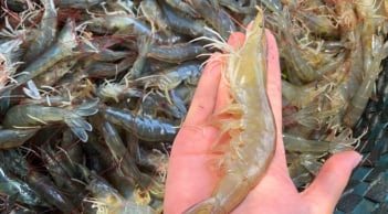 Mẹo nhìn màu và đuôi tôm biết đâu là tôm tươi ngon, chắc thịt