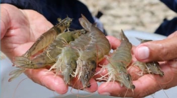 Người bán tôm nói thật: Phân biệt tôm nuôi và tôm tự nhiên hóa ra cực dễ