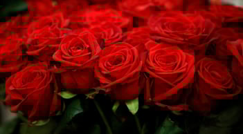 Trắc nghiệm tâm lý: Chọn một bó hoa để khám phá năng lượng nữ tính mạnh nhất trong bạn