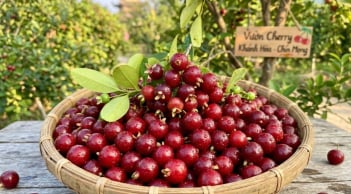 Loại quả nổi tiếng thế giới trồng ở Khánh Hoà, nhỏ như viên bi, trồng 1 năm đã cho thu hoạch, giá 200.000 đồng/kg