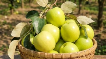 Loại táo nổi tiếng ở Bắc Ninh: Quả to giòn ngọt, chế biến được nhiều món hấp dẫn