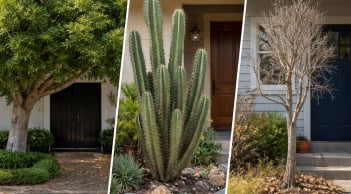 Trước cửa nhà có 3 loại cây này dễ cản tài lộc: Nhiều gia đình vẫn vô tình mắc phải