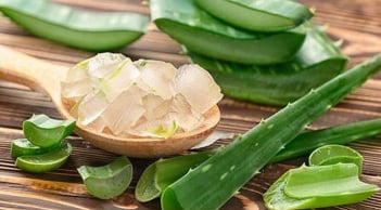 Chiết xuất lô hội và những lợi ích nổi bật trong chăm sóc làn da