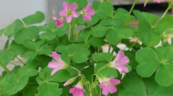 Loại rau mọc dại đầy vườn, nhổ cả gốc lẫn lá ăn vừa bổ vừa ngon